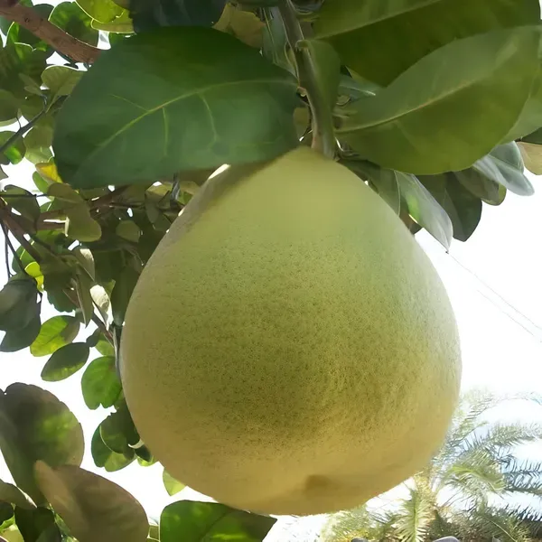 Assembly_Pamelo_Plant_Organic_Pomelo