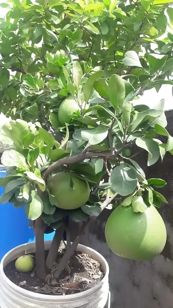 Assembly_Pamelo_Plant_Organic_Pomelo
