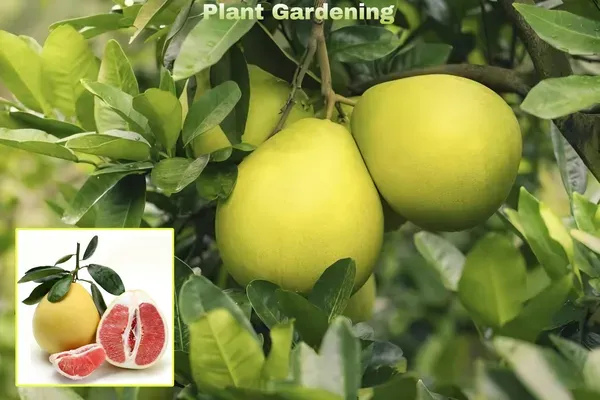 Assembly_Pamelo_Plant_Organic_Pomelo
