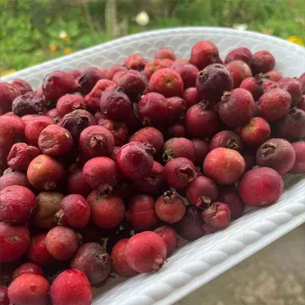 Strawberry_Guava___Organic_Plant_For_Home