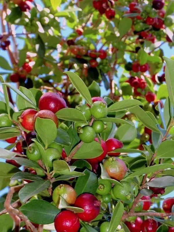 Strawberry_Guava___Organic_Plant_For_Home