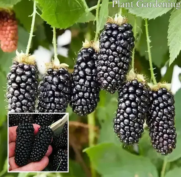 Blackberry_Creeper___Organic_Plant_For_Home