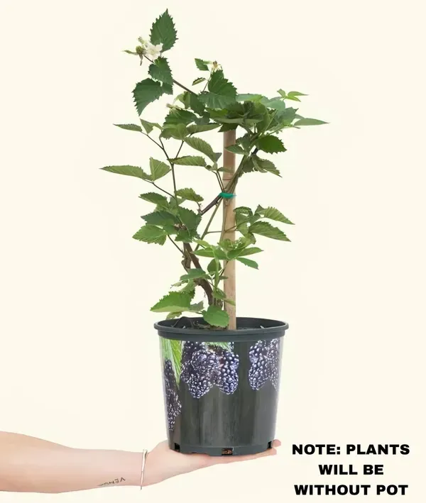 Blackberry_Creeper___Organic_Plant_For_Home