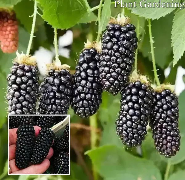 Blackberry_Creeper___Organic_Plant_For_Home