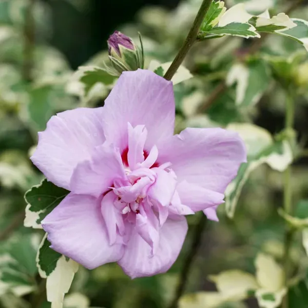 Summer_Ruffle_Hibiscus_Organic_Plant