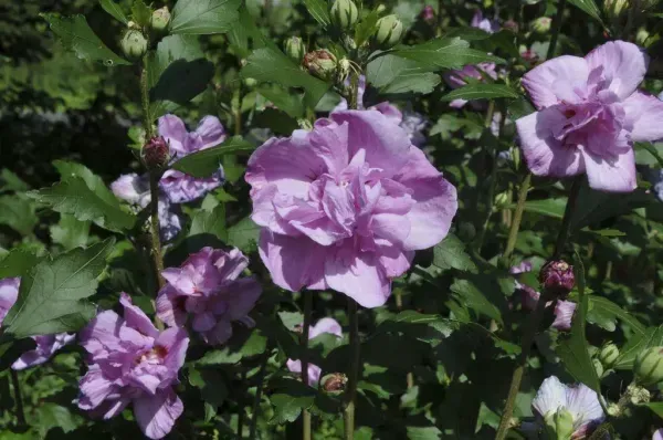 Summer_Ruffle_Hibiscus_Organic_Plant