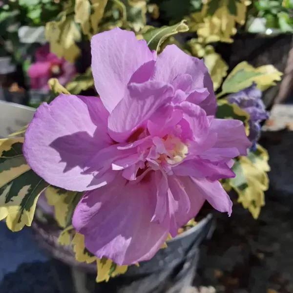 Summer_Ruffle_Hibiscus_Organic_Plant