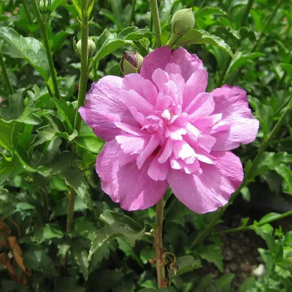 Summer_Ruffle_Hibiscus_Organic_Plant