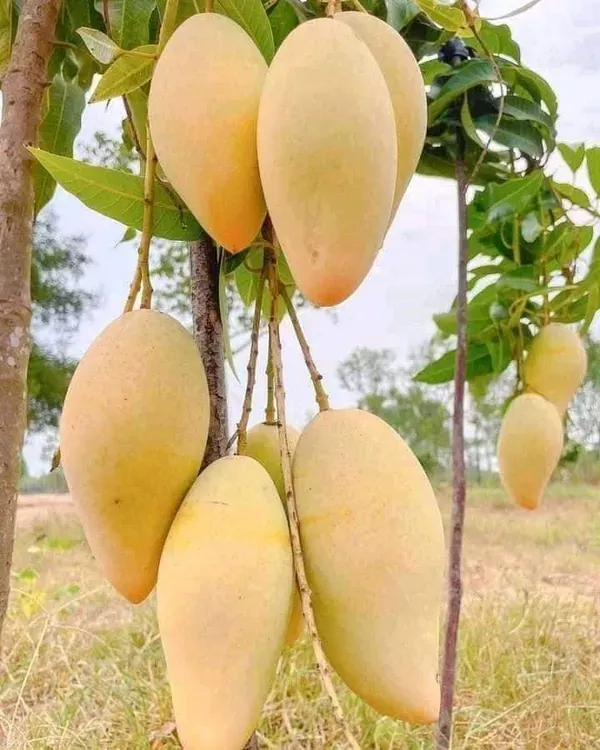 Ornamental_White_Mango_Organic_Plant