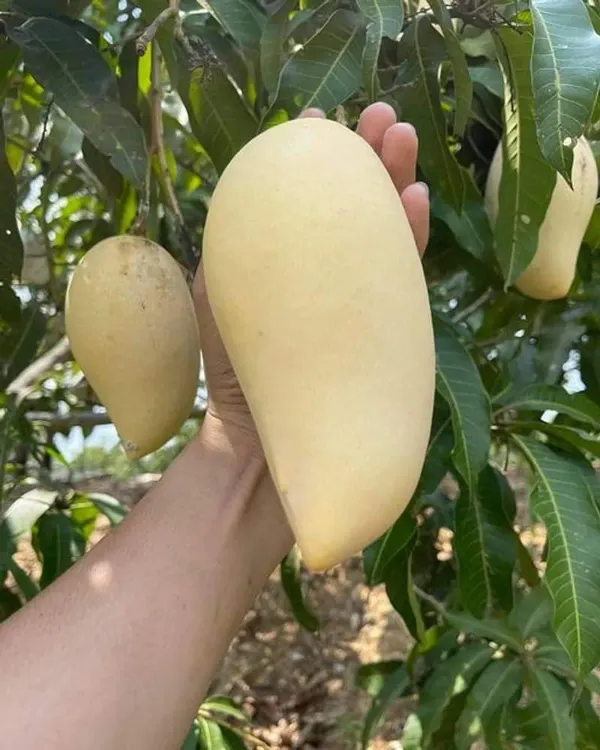 Ornamental_White_Mango_Organic_Plant
