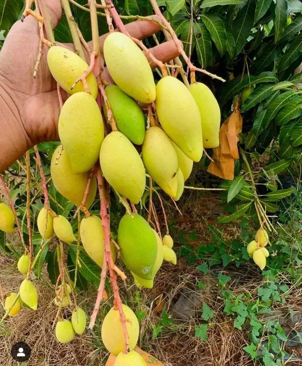 Ornamental_White_Mango_Organic_Plant