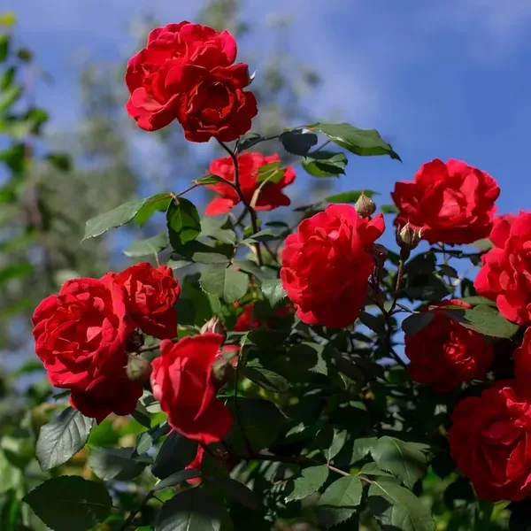 Red_Rose_Fragnant_Organic_Plant