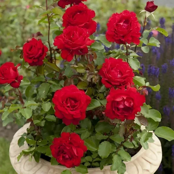Red_Rose_Fragnant_Organic_Plant