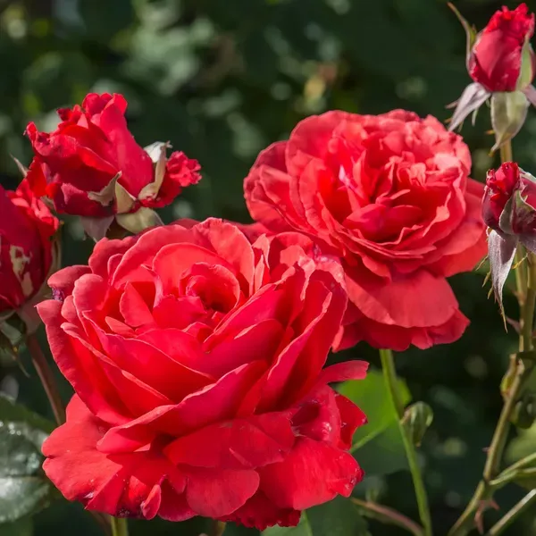 Red_Rose_Fragnant_Organic_Plant