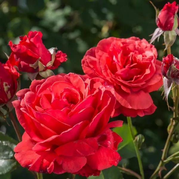 Red_Rose_Fragnant_Organic_Plant
