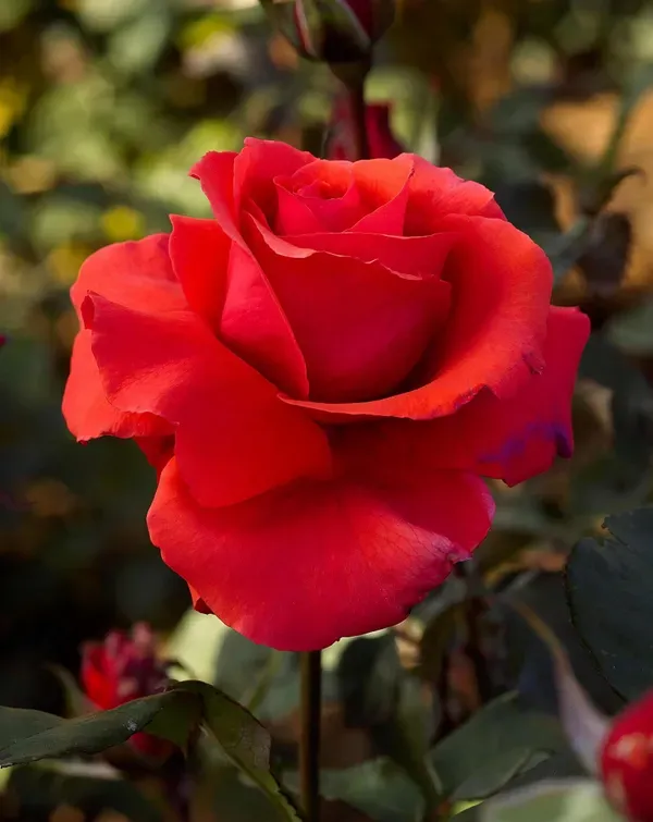 Red_Rose_Fragnant_Organic_Plant