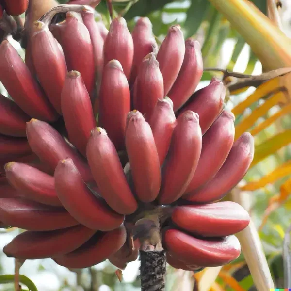 Tisue_Culture_Banana_Organic_Plant
