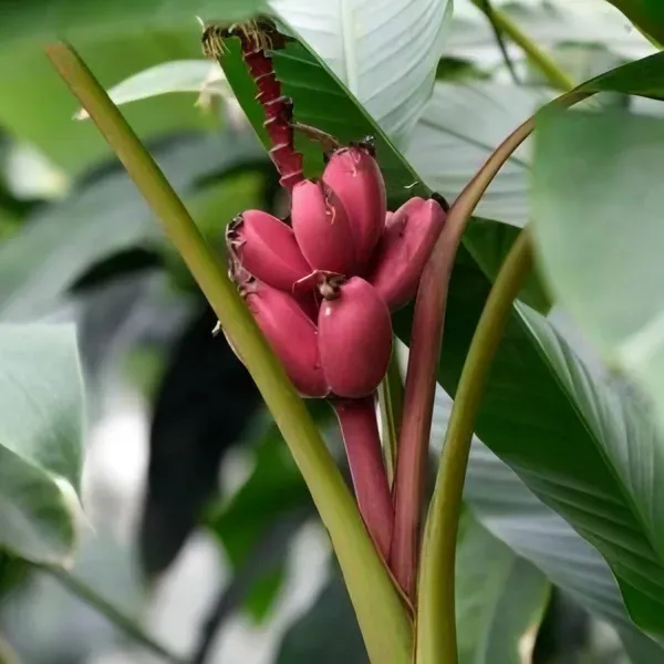 Tisue_Culture_Banana_Organic_Plant