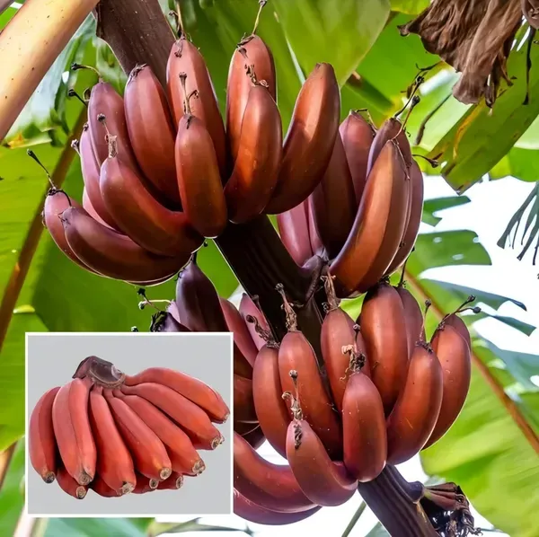 Tisue_Culture_Banana_Organic_Plant