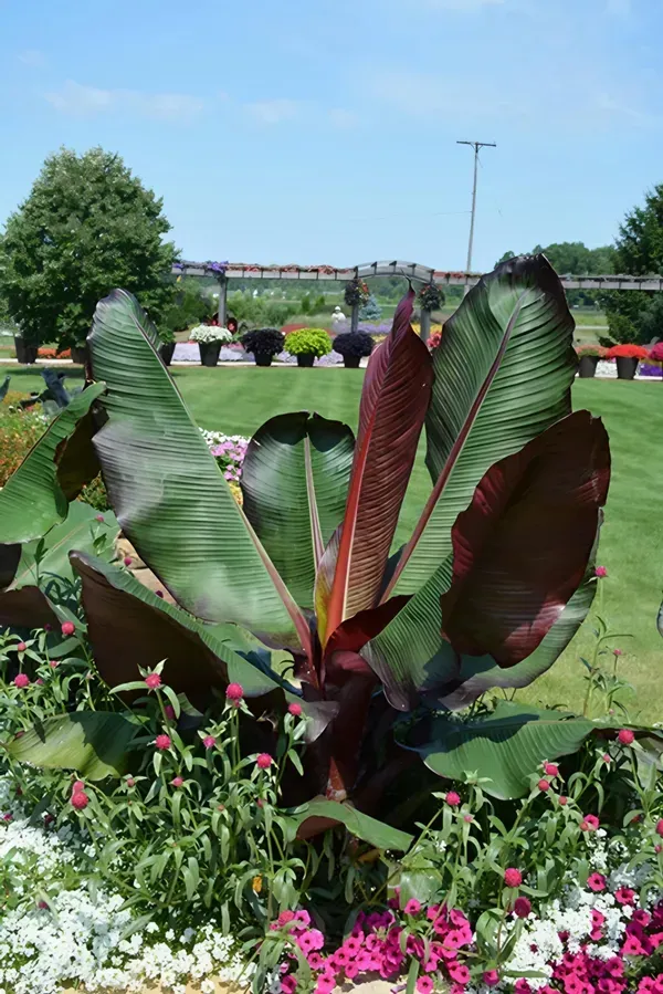 Tisue_Culture_Banana_Organic_Plant