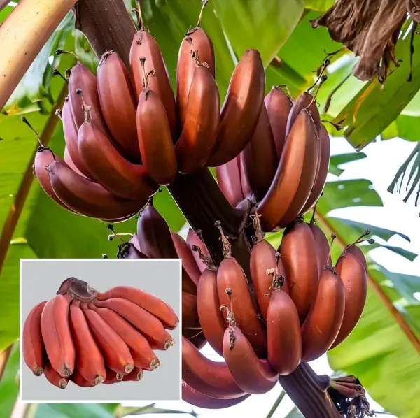 Tisue_Culture_Banana_Organic_Plant