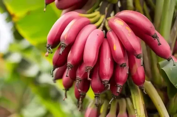 Tisue_Culture_Banana_Organic_Plant