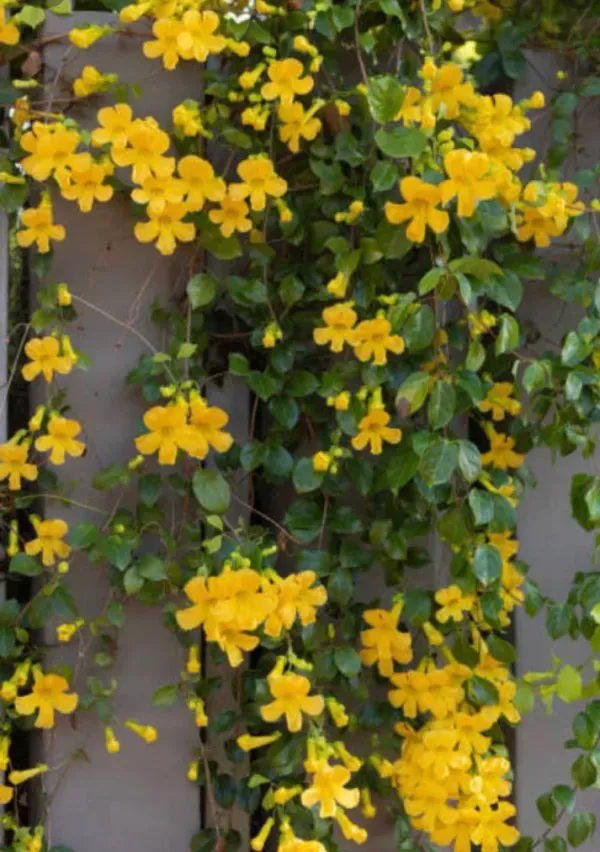 Ornamental_Vine_Plant_Organic_Claw