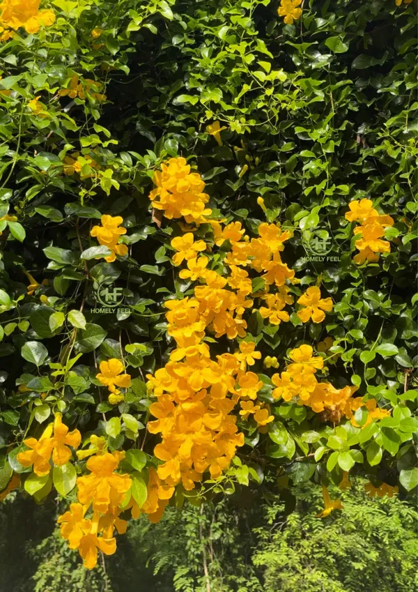 Ornamental_Vine_Plant_Organic_Claw