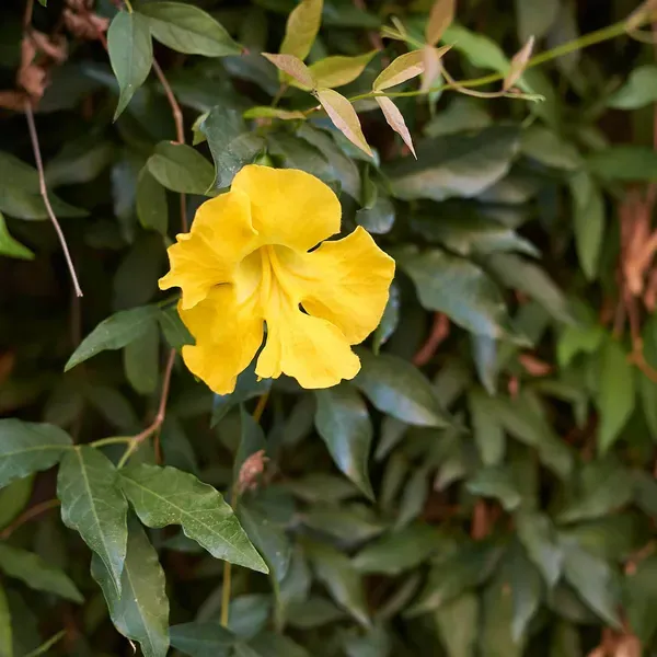 Ornamental_Vine_Plant_Organic_Claw