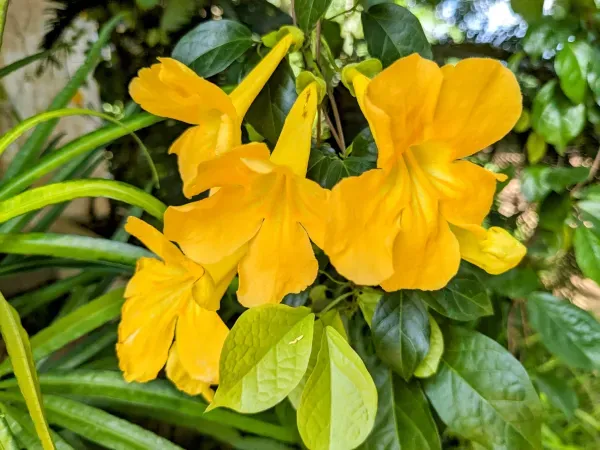 Ornamental_Vine_Plant_Organic_Claw