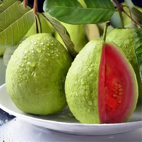 Taiwan_Pink_Guava_Plant_Organic