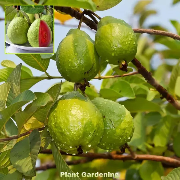 Taiwan_Pink_Guava_Plant_Organic