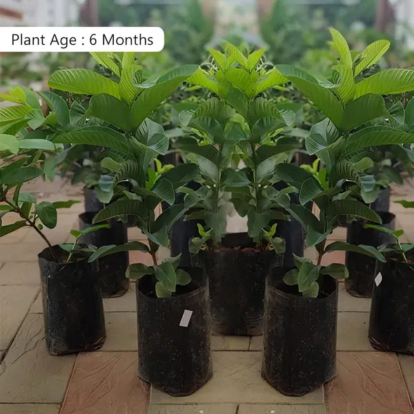 Taiwan_Pink_Guava_Plant_Organic