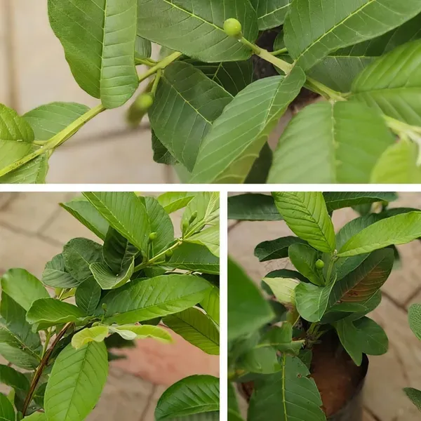 Taiwan_Pink_Guava_Plant_Organic