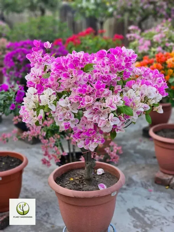 Spalsh_Bougainvila_Organic_Bougainvillea_Plant