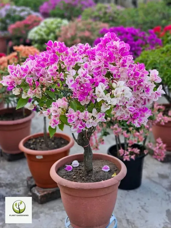 Spalsh_Bougainvila_Organic_Bougainvillea_Plant