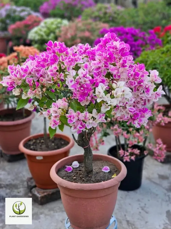 Spalsh_Bougainvila_Organic_Bougainvillea_Plant
