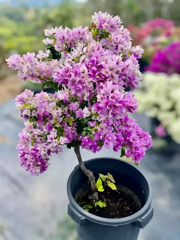 Spalsh_Bougainvila_Organic_Bougainvillea_Plant