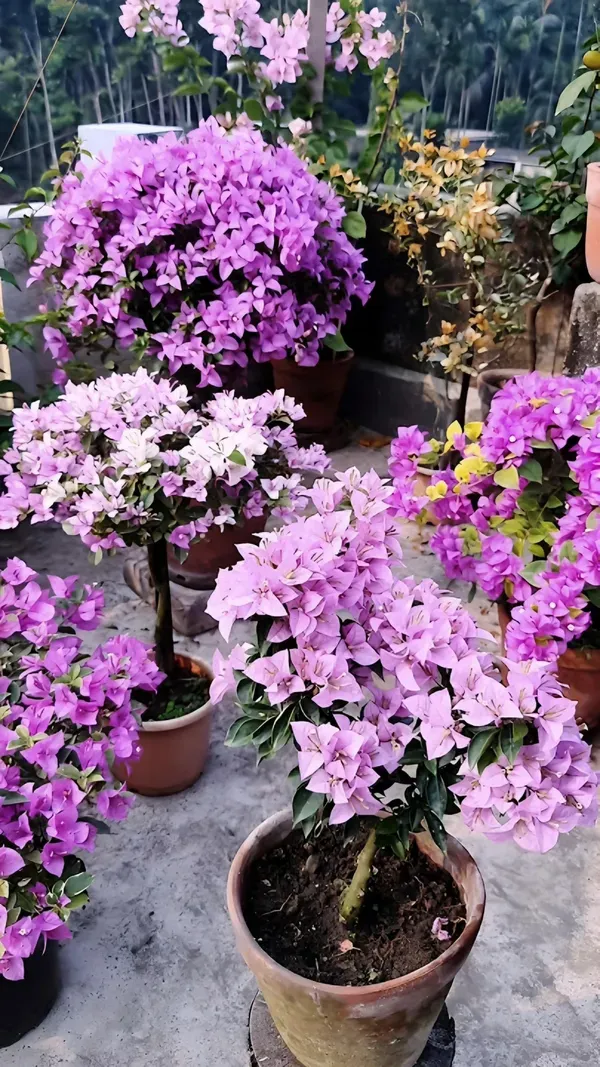 Spalsh_Bougainvila_Organic_Bougainvillea_Plant