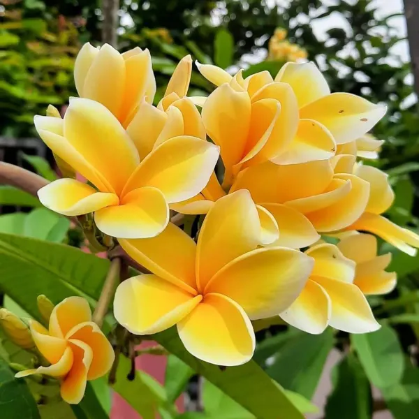 Plumeria_Aztec_Gold_Organic_Plant