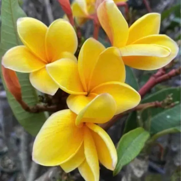 Plumeria_Aztec_Gold_Organic_Plant