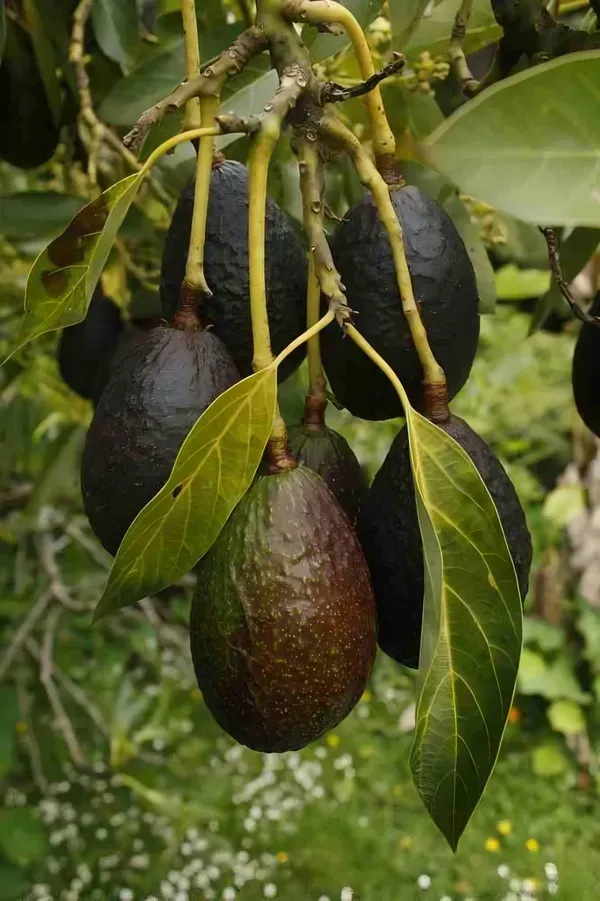 Avocado_Hass___Organic_Plant_For_Home