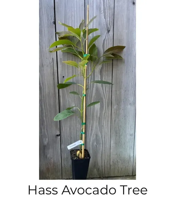 Avocado_Hass___Organic_Plant_For_Home