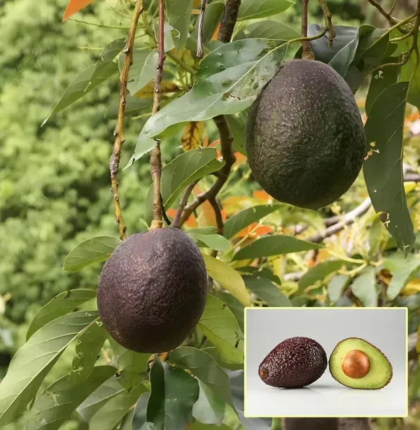 Avocado_Hass___Organic_Plant_For_Home