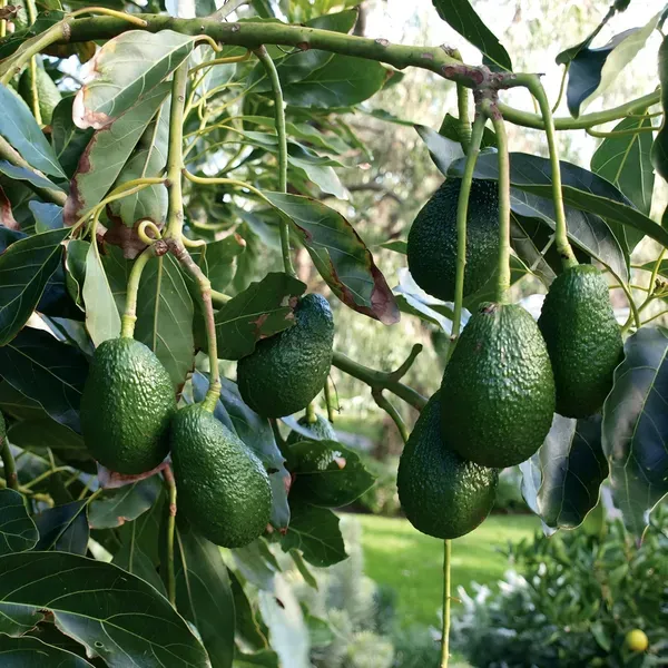 Avocado_Hass___Organic_Plant_For_Home
