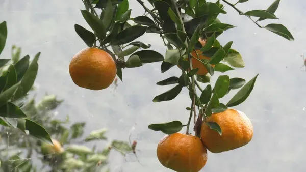 Darjeeling_Orange_Organic_Plant_For_Home