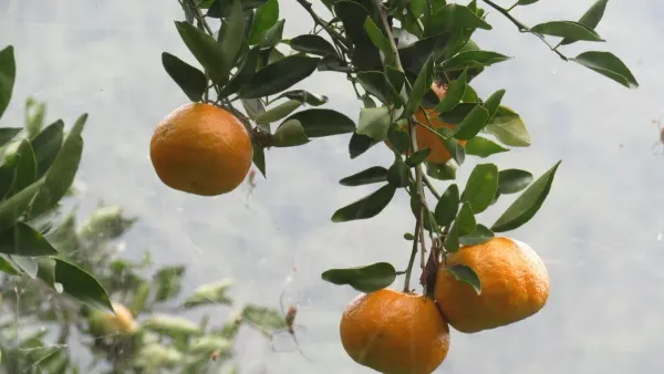 Darjeeling_Orange_Organic_Plant_For_Home