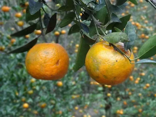 Darjeeling_Orange_Organic_Plant_For_Home