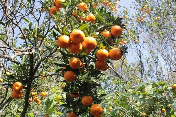 Darjeeling_Orange_Organic_Plant_For_Home
