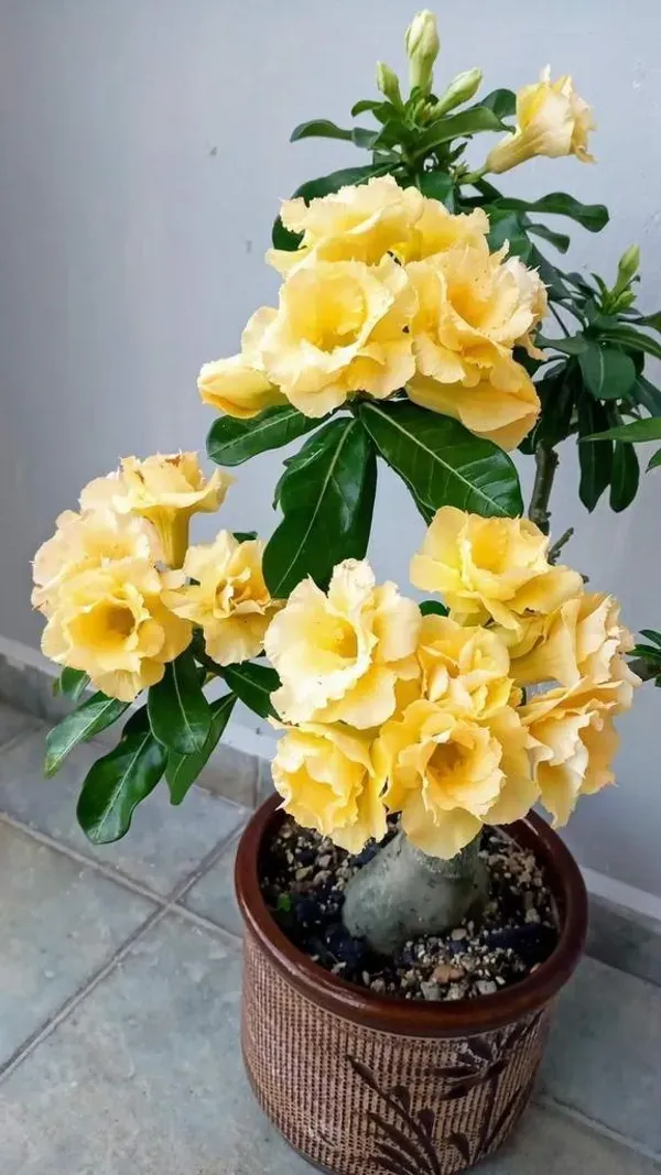 Addenium_Yellow_Organic_Adenium_Plant